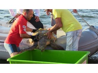 Deniz kaplumbağasının imdadına AKUT ekibi yetişti