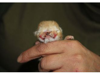 3 göz ve 2 burunla doğdu