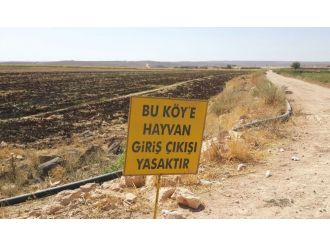 Siverek’te kuduz karantinası