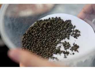 İzmir’de 5 bin yıllık üzüm çekirdekleri bulundu