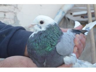 Otomobil fiyatına güvercin