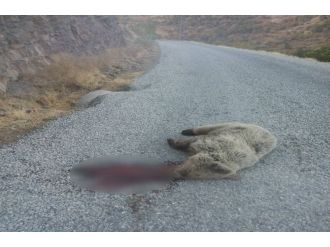 Dağdan köye inen ayıya araba çarptı