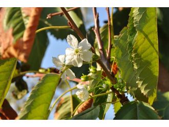 Kiraz ağacı çiçek açtı
