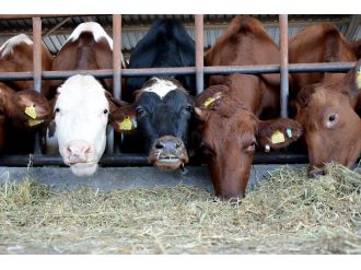 Aksaray’a İsveç ineği