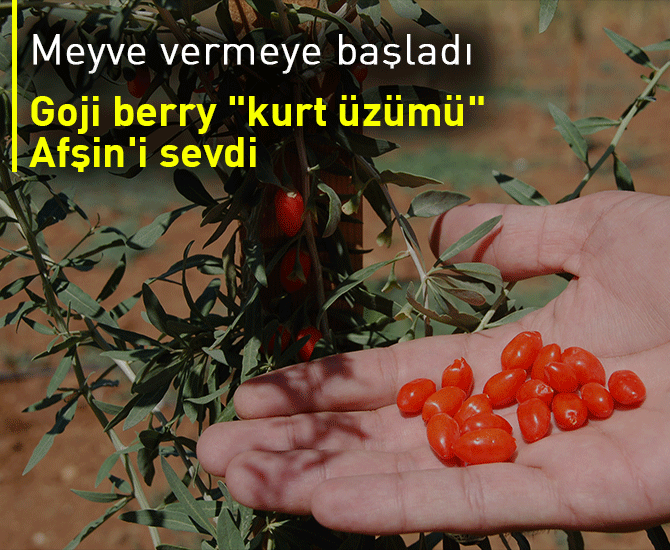 Goji berry "kurt üzümü" Afşin'i sevdi