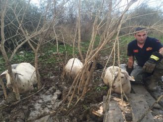 Koyun sürüsü bataklığa saplandı
