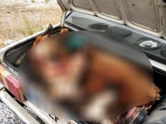 Hayvanları tüfekle vurup çalmışlar