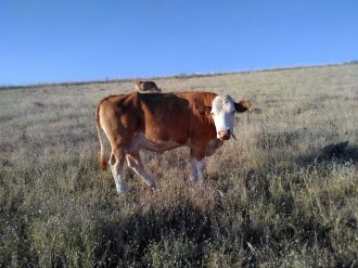 Bu inekleri bulana 5 bin TL