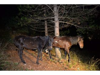 Uludağ’da at eti operasyonu