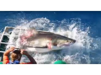 Çekim yapan belgeselcinin kafesine girdi