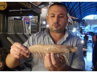 Dev karides görenleri şaşırtıyor