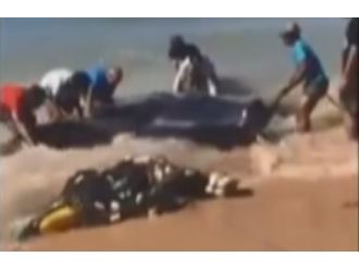 Dev vatozu böyle kurtardılar