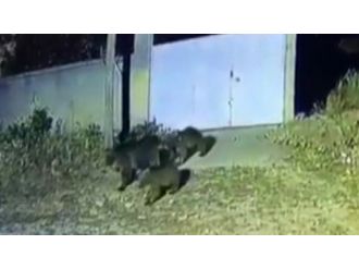 Kaymakam’a davetsiz misafir