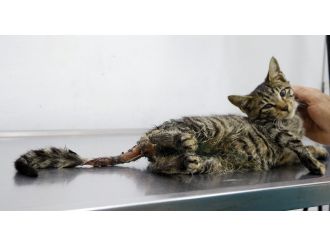 Bu iğrençliğin adı yok!