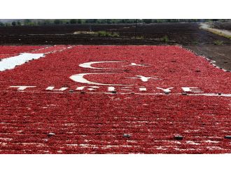 Türkiye ve bayrak sevgisini tarlasına işledi