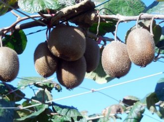 Kivi pazarına Kahramanmaraş da girdi