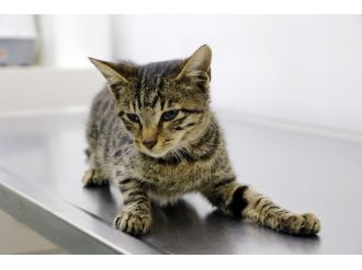 O iğrençliklere maruz kalan yavru kedi öldü