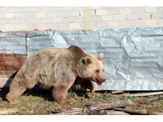 Ayı köye indi