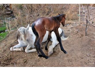 Tek kelimeyle "vicdansızsınız"
