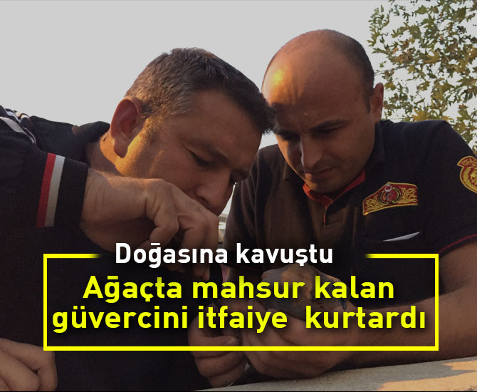 Ağaçta mahsur kalan güvercin itfaiye ekiplerince kurtardı