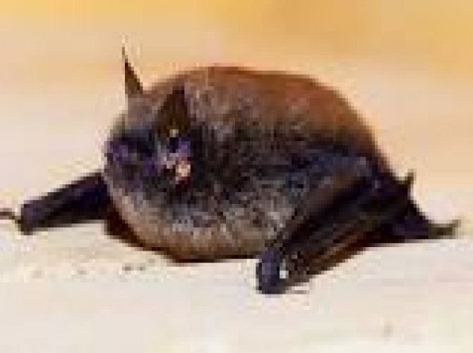 Bu da ’Sakallı yarasa’