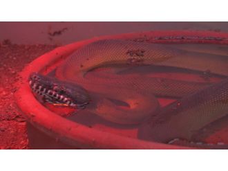 Ünlü yönetmenin evinde bulunan hayvanlar koruma altına alındı