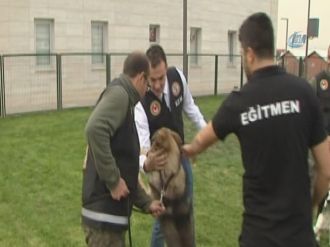 Keskin burunlar görev başında