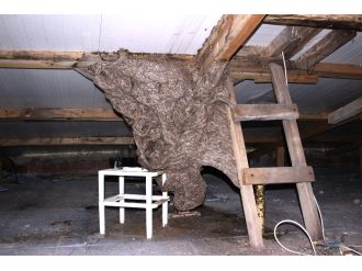 Eşek arıları kabusları oldu