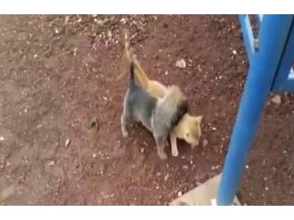 Yavru kedi ile kurt köpeğinin kıskandıran dostluğu