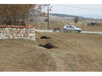 Bu tek kelimeyle vahşet: 5 eşek...