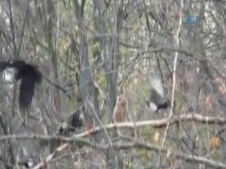 Karga sürüsü baykuşa böyle saldırdı