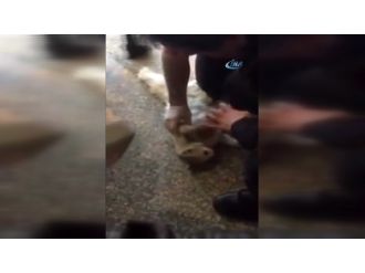 Hastane kapısına sıkışan kediyi kalp masajı kurtardı