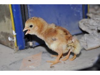 Dört ayaklı civciv görenleri şaşırttı