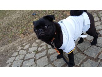 "Şapşik" vicdansız sürücü kurbanı oldu