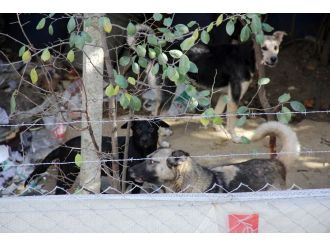 Mahalleli köpekler yüzünden dışarı çıkamıyor
