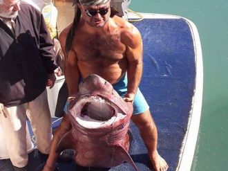 Manavgat’ta 14 köpek balığı yakalandı