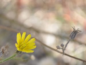 Bahar Depresyonuna Dikkat