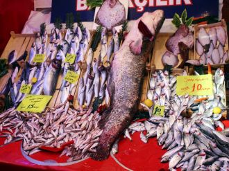 78 kiloluk yayın balığı görenleri şaşırttı