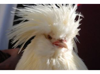 Fiyatı dudak uçuklattı!