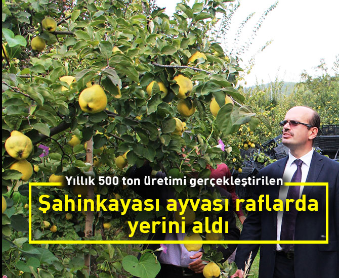 Şahinkayası ayvası raflarda yerini aldı