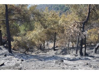 Tokat’ta 90 hektar orman kül oldu