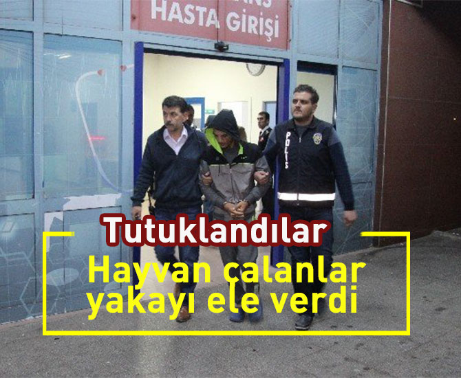 Hayvan çalanlar yakayı ele verdi