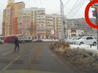 Köpekten insanlara trafik dersi