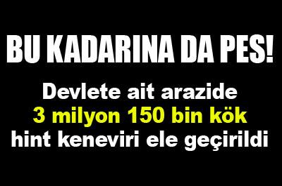 Bu kadarına da pes!