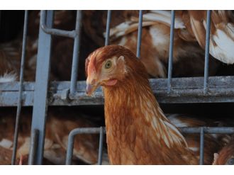 İsviçre tavuklara ’kümes’ hapsi