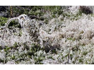 4 il için zirai don uyarısı