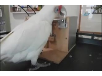 Zeki papağan kilitleri böyle açtı