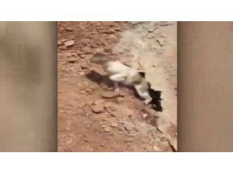 Hem kedi hem kendisi korktu