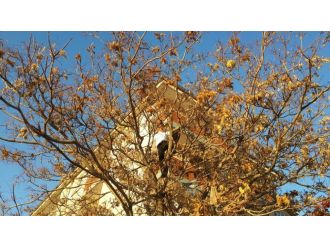 Çıktığı ağaçta mahsur kaldı