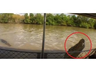 Timsah tekneye saldırdı